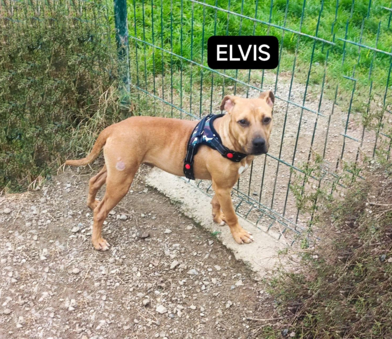 Elvis cerca casa