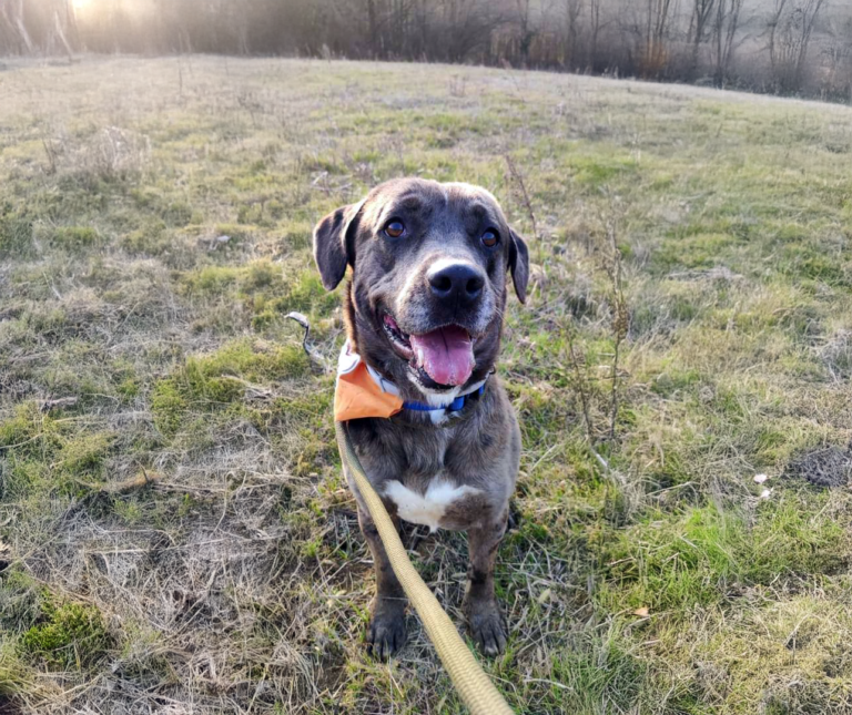 Roy, cagnolino cerca casa. Si trova presso l'associazione 44zampe a Piacenza