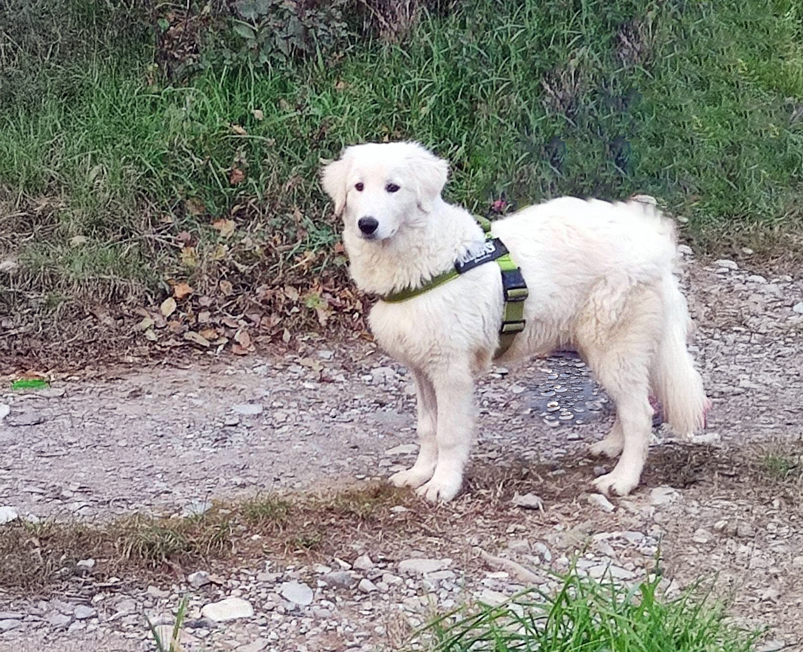 Eddy cerca casa, cane in adozione presso associazione 44 zampe odv